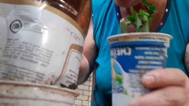 Обзор моего череночника. смотреть онлайн