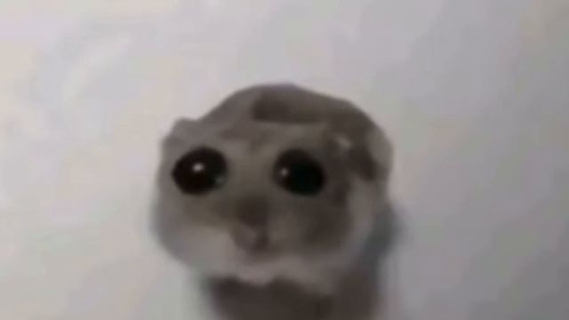 хомячёк смотреть онлайн