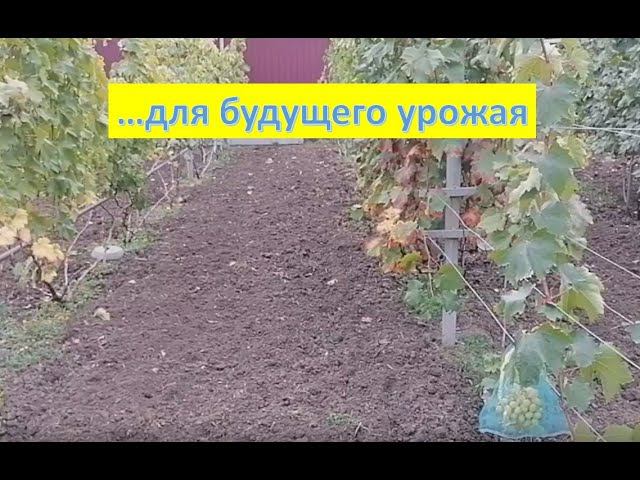 Осенняя корневая подкормка виноградника минеральными удобрениями. смотреть онлайн