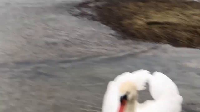 Актауские лебеди прилетели смотреть онлайн