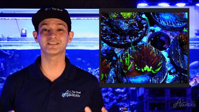 Top Shelf Aquatics' Coral Care Series - Galaxea смотреть онлайн