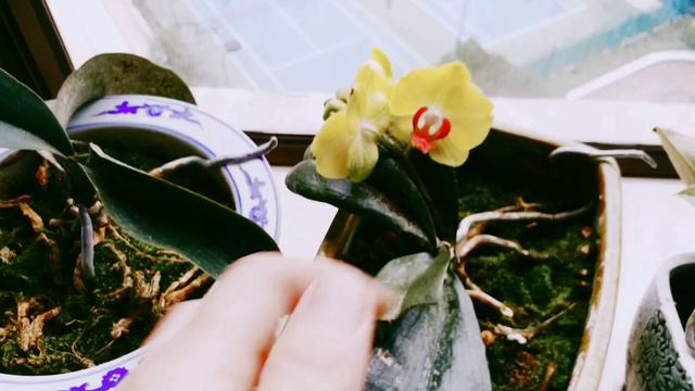 PHALAENOPSIS ORCHIDS UPDATE (tagalog) смотреть онлайн