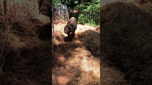 Meishan Boar Alley @ Meishan Preservation