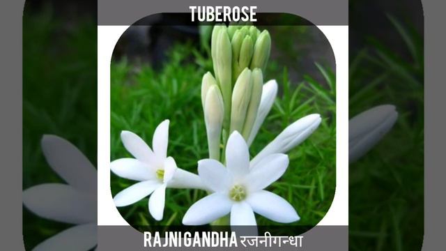 Flowers Name in English and Nepali смотреть онлайн