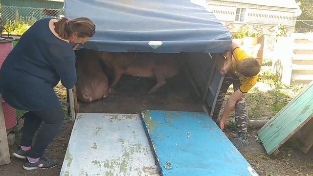 Новые племенные свиноматки Дюрок. Опять пополнение. Поросят будет больше:) Как приехали смотреть онлайн