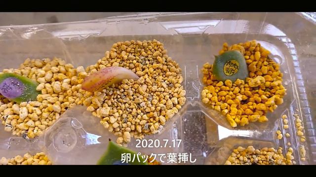 ベランダで多肉生活始めました。　のんびり多肉植物の成長を記録していきます。 смотреть онлайн