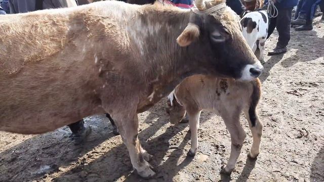 MOL BOZORI/МОЛ БОЗОРИ#ШАХРИХОН МОЛ БОЗОРИ 2021/SHAXRIHON MOL BOZORI 2021/ZOHID/ZOXID/ЗОХИД/  АНДИЖО