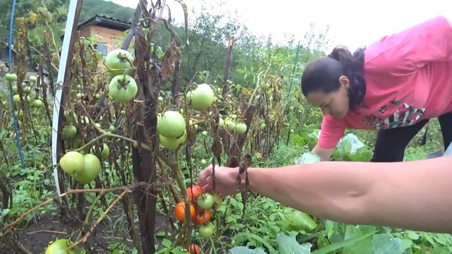 РУКИ ОПУСКАЮТСЯ ... ГИБНУТ ПОМИДОРЫ И ТЕРРАСУ ЗАЛИВАЕТ ! СЕЗОН ДОЖДЕЙ В ПРИМОРЬЕ ! СТОЛЫЧ ДАЧА ! смотреть онлайн
