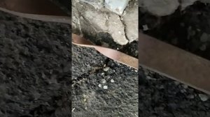 Шнек для садового бура своими руками. Садовый бур. Бур для скважины