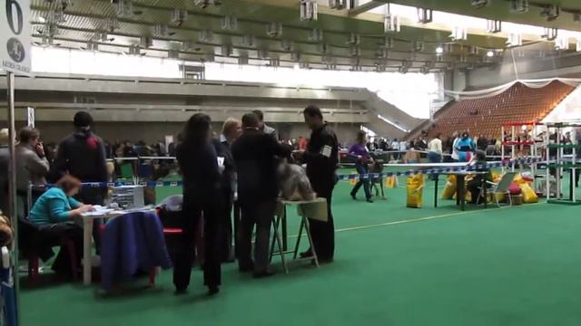 тибетский терьер смотреть онлайн