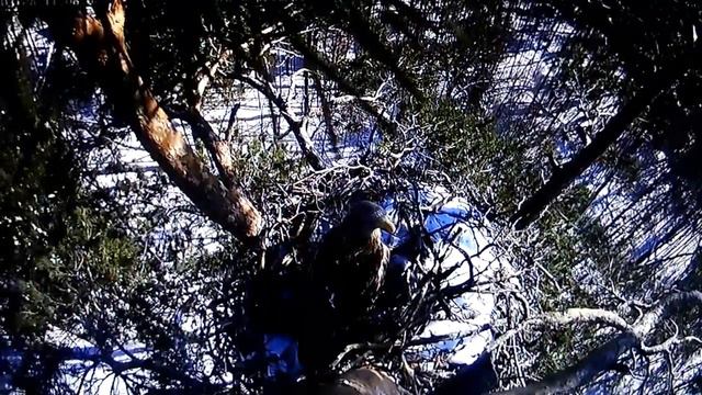Гнездо Орлана Белохвоста в парке "Нижняя Кама" смотреть онлайн