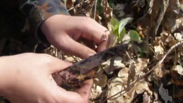 Подножный корм (дикий лук, одуванчик, лопух) смотреть онлайн