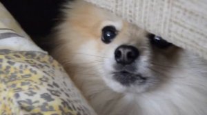 Померанский ШПИЦ Умка#pomeranian spitz#dogs#pomeranian puppy#забавный щенок#дрессировка собак