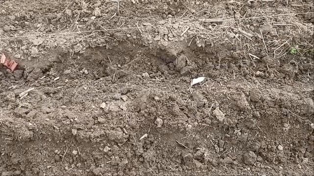 Садимо ярий часник, цибулю кущівку та білимо дерева смотреть онлайн