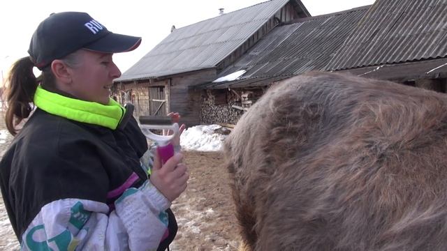 Чем чистить линяющую лошадь смотреть онлайн