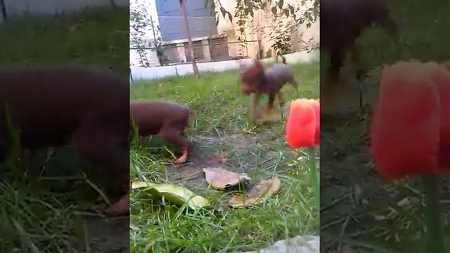 Щенки Той-терьера смотреть онлайн