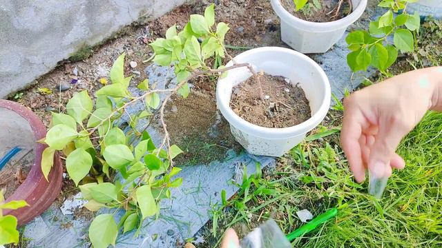 Ganito ang gawin nyo para maisalba ang mga nabali ninyong bougainvillea (with successful results) смотреть онлайн