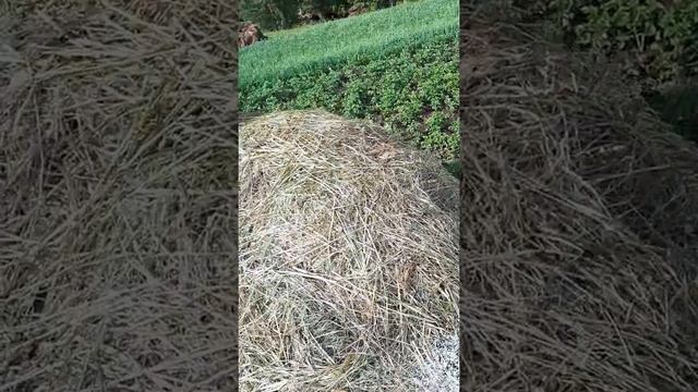 Сено,греется.спасёт ли соль смотреть онлайн