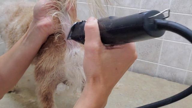 How to groom a lions cut on a Pomeranian /Shih-Tzu, dog grooming смотреть онлайн