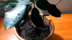 Стефанотис не так прост как кажется !