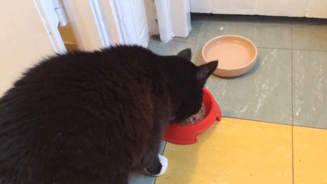 Cat with a plan-Purina Pro Plan NutriSavour смотреть онлайн