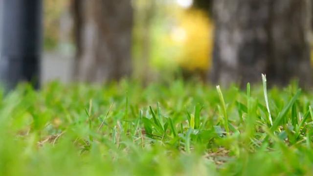 Meditation Music 20 Minutes[awereness Meditation, Meditation Music Relax Mind Body] Soothing, Calm