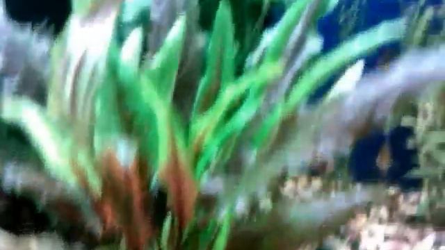 Аквариум травник 180 л/Herbalist Aquarium 180 Liters.wmv