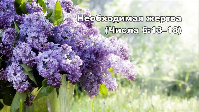 Тихое время с Живой Жизнью: Числа 6:13–21 (23052017) смотреть онлайн