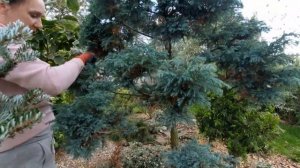 ФОРМИРУЕМ БОНСАЙ ИЗ МОЖЖЕВЕЛЬНИКА. Ниваки