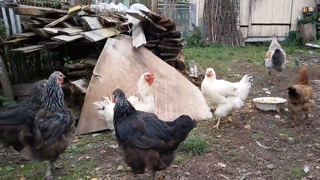 Куры с петухом клюют зерно смотреть онлайн