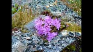 Чукотка посёлок Эгвекинот