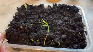 Семена сосны горной проросли! Результат размножения семенами