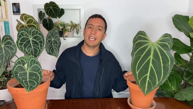 Anthurium Clarinervium Vs Anthurium Magnificum | Which Is Better?