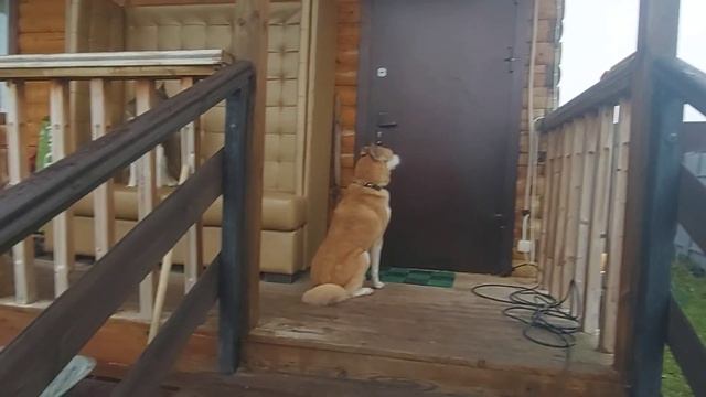 Щенки спят/Лайкам вкусняшки/ смотреть онлайн