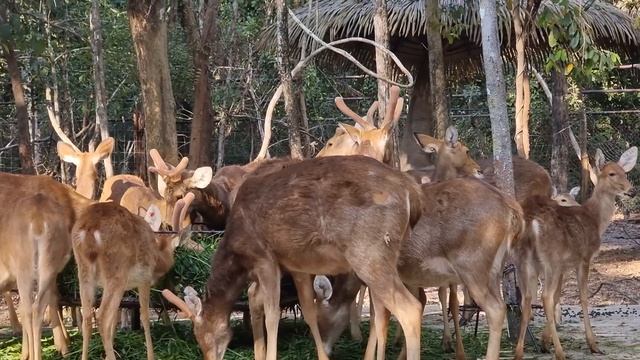 บิวบิวรีวิว EP.34 | Samsung S21 Ultra ซื้อจริง! แล้วลองใช้จริง! | PLL Channel смотреть онлайн