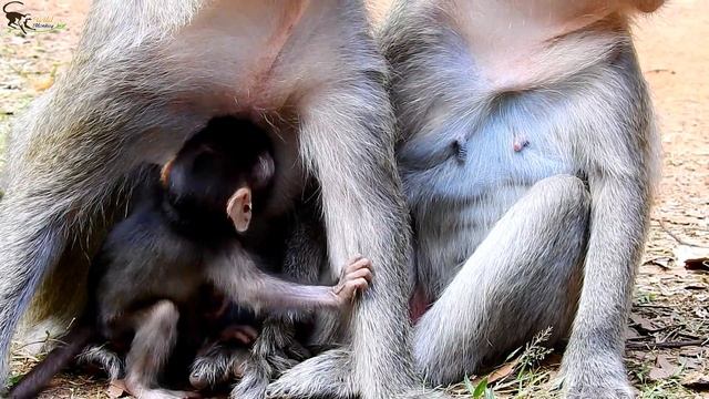 The Best Act fighting take Baby Monkey back from Staler/wild Monkey смотреть онлайн