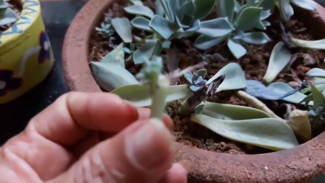 Succulents propagation //succulent care//succulent watering. EP136 смотреть онлайн