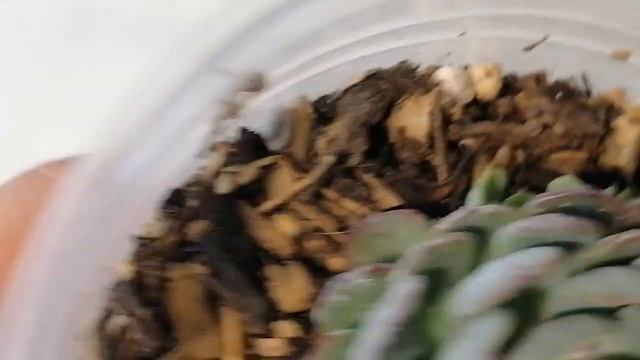 suculentas echeveria minima donsuculento смотреть онлайн