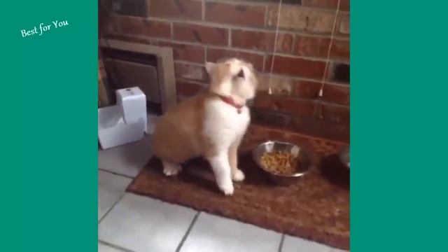 Шутки и приколы с котами - смешное видео, приколы, смотреть онлайн смотреть онлайн