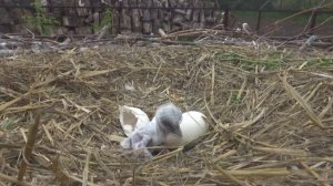 Рождение белого аиста / Наблюдения в природе #6 (Ciconia ciconia)