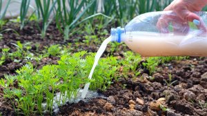 Янтарная кислота + азот = огромная ровная морковь! Лучшая первая подкормка моркови в июне.