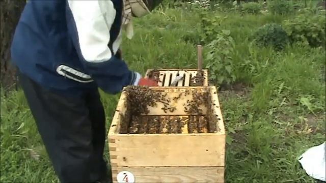 Видео №25. Альпийский улей. Откачка весеннего меда. 22.05.2019 г. смотреть онлайн