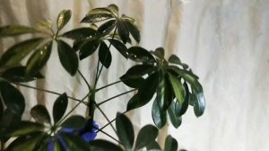 Шефлера.  Обрезка шефлеры.  Размножение шефлеры