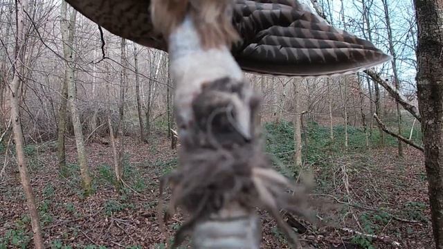 chasse bécasse/ les premiers oiseaux pour ma jeune setter Tazia смотреть онлайн