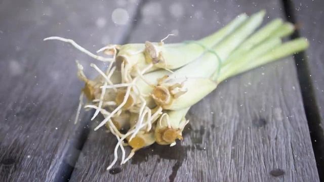 Как выращивать лемонграсс в домашних условиях