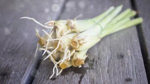 Как выращивать лемонграсс в домашних условиях