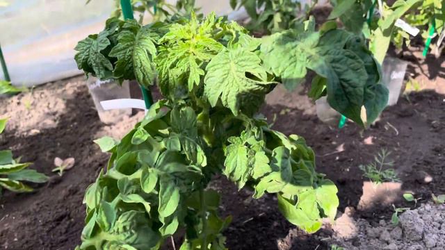 Мои перчики и помидоры, растут совсем по-разному . 13 июня 23 год . смотреть онлайн