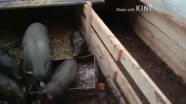 Соседи подогнали солому. Как устроились птички. смотреть онлайн