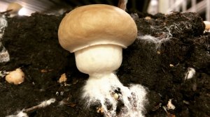 Бизнес в гараже. Выращивание Шампиньонов