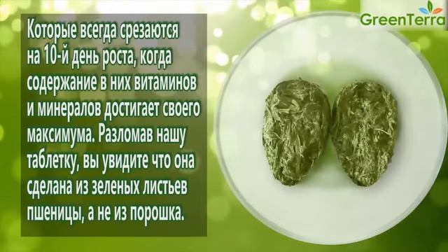 Зеленые ростки пшеницы, прессованные. Полезные свойства ростков пшеницы. смотреть онлайн